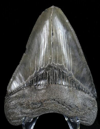 Fossil Megalodon Tooth - Georgia #68076